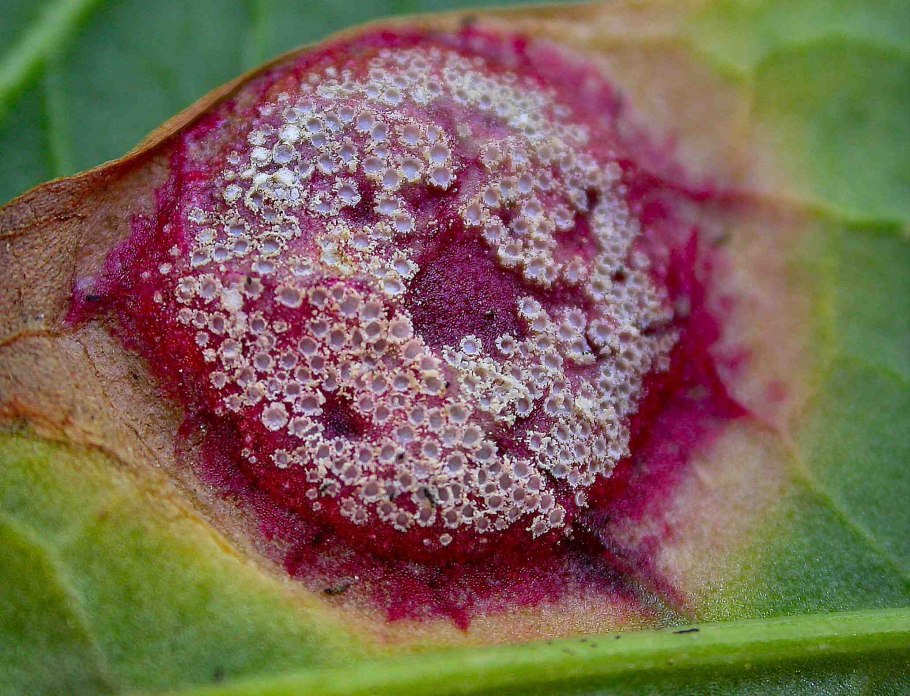 Сайгонская роза болезнь