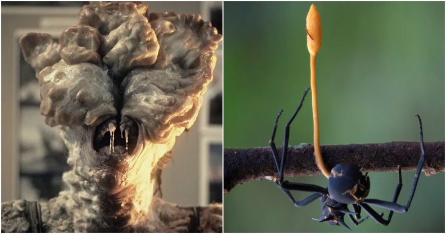 Кордицепс апокалипсис