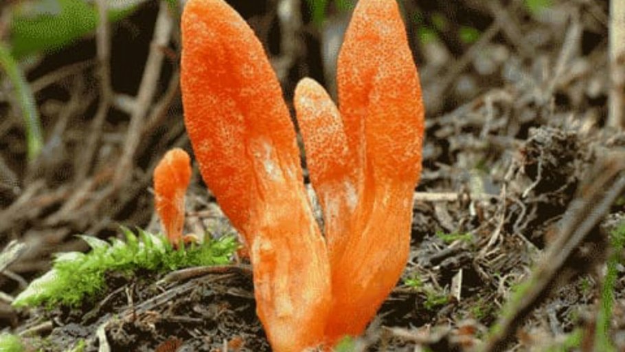 Кордицепс военный гриб