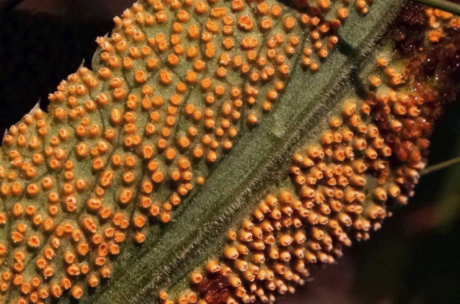 Ржавчинные грибы Puccinia