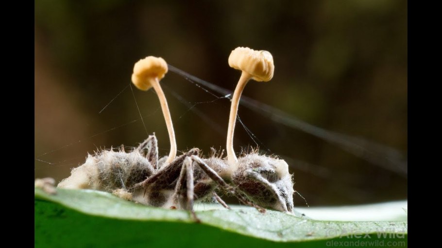 Кордицепс муравей зомби