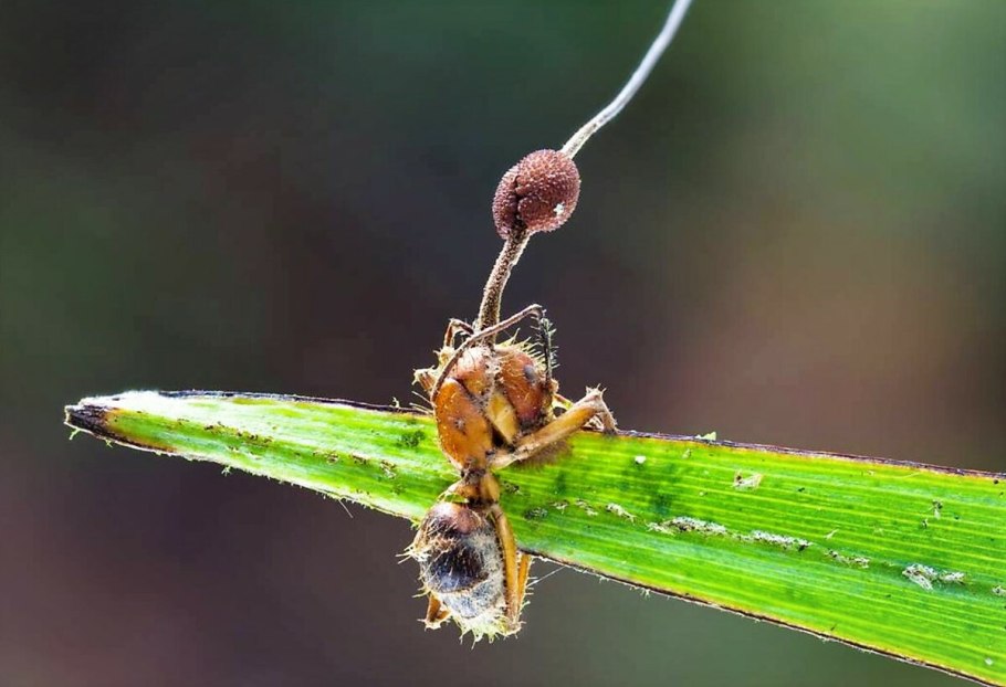 Trichaptum biforme (Трихаптум двоякий).