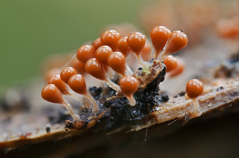 Гриб паразит кордицепс однобокий