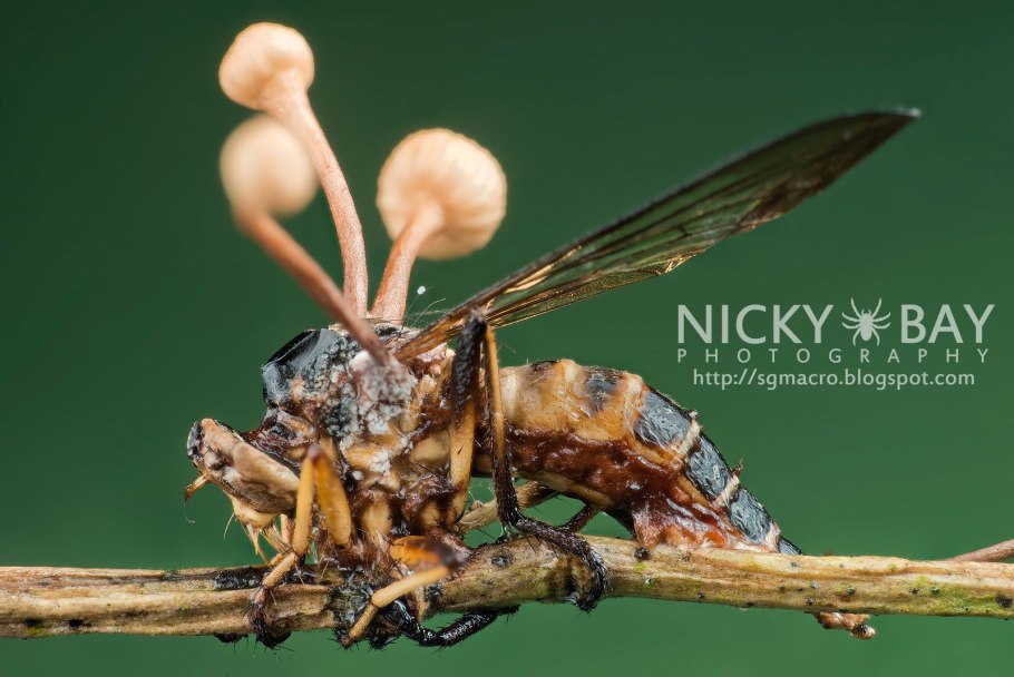 Гриб кордицепс на насекомых