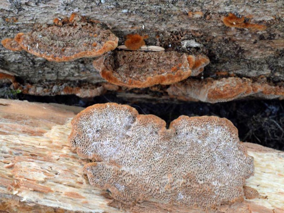 Phellinus viticola