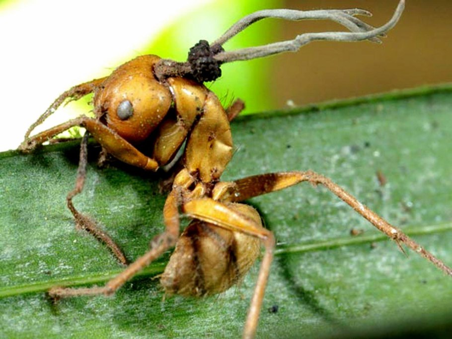 Гриб паразит кордицепс однобокий