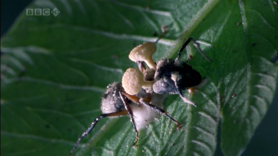 Грибы паразиты на деревьях