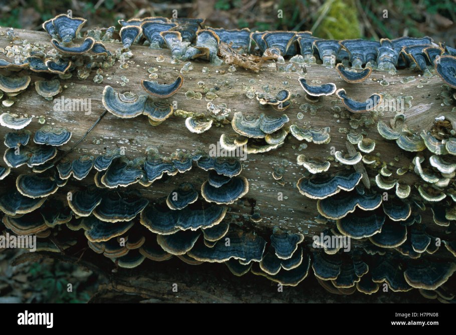 Базидиальные грибы паразиты