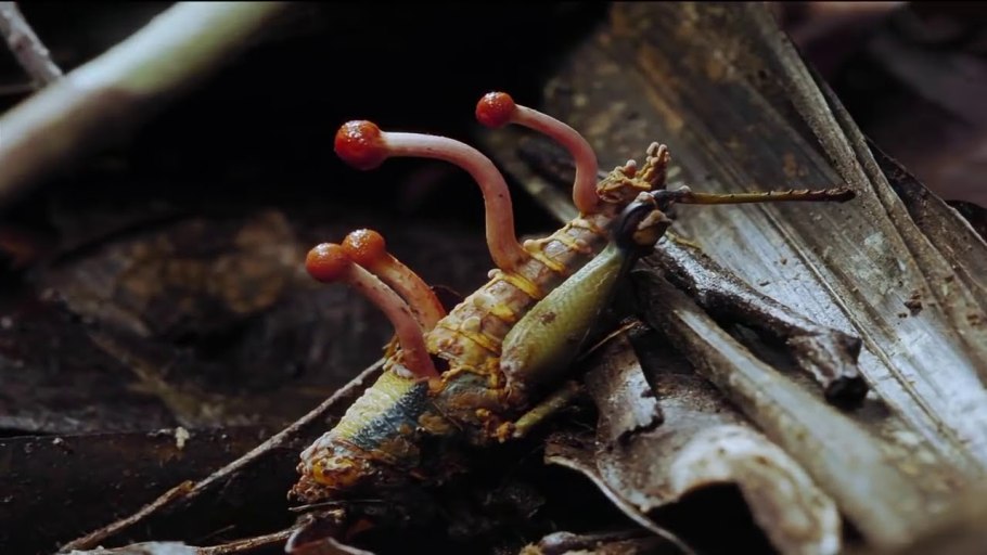 Ежовик кровоточащий / Hydnellum peckii