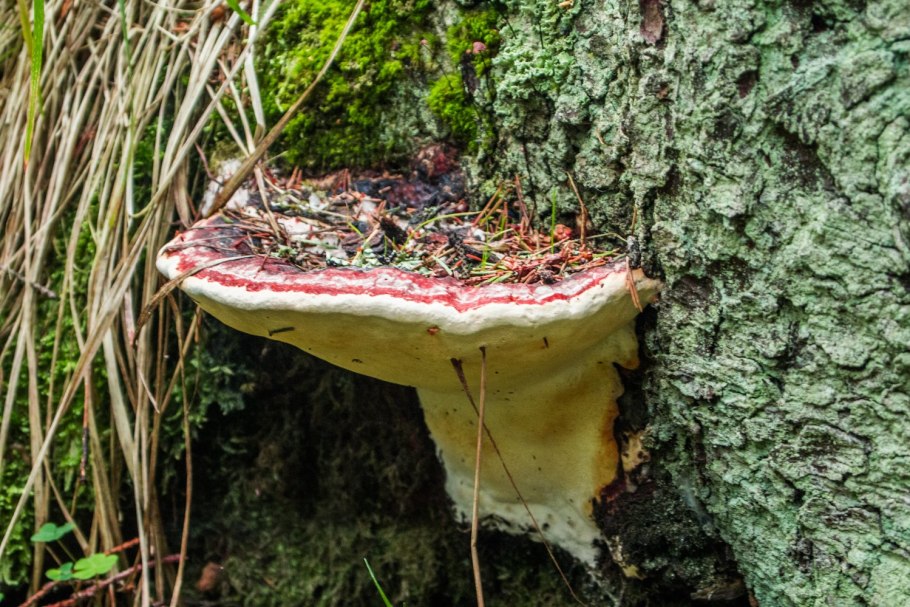 Жук трутовик