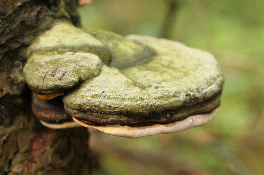 Грибы паразиты гриб трутовик