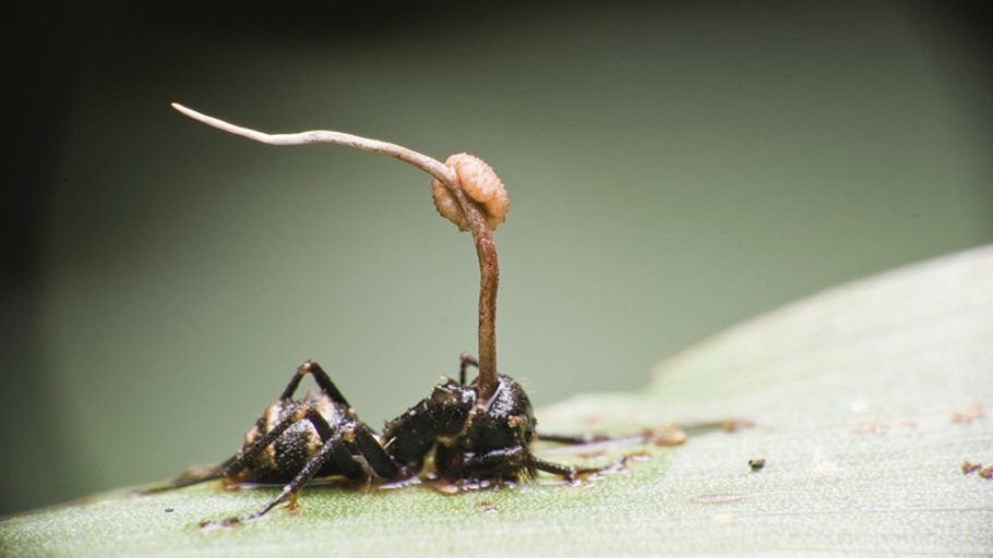 Дактилярия гриб