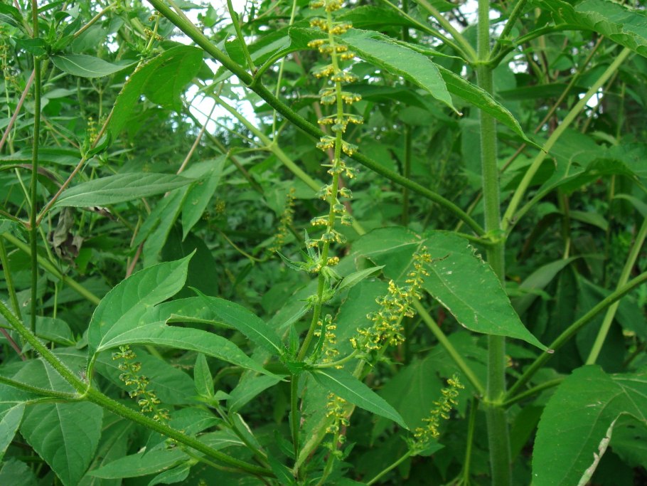 Амброзия трехраздельная (Ambrosia trifida)