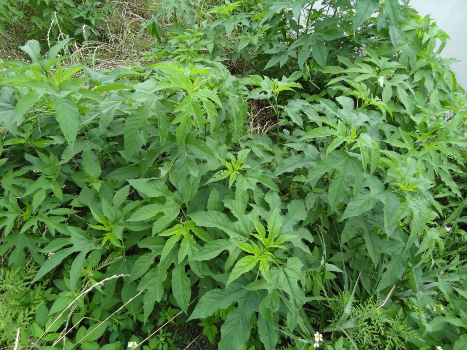 Амброзия трехраздельная (Ambrosia trifida)