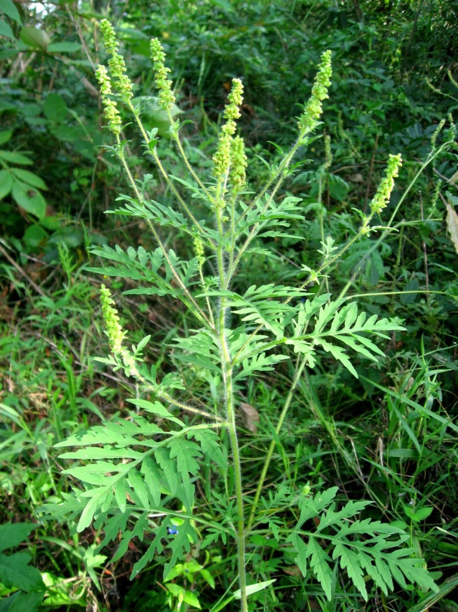 Сорняк амброзия трехраздельная