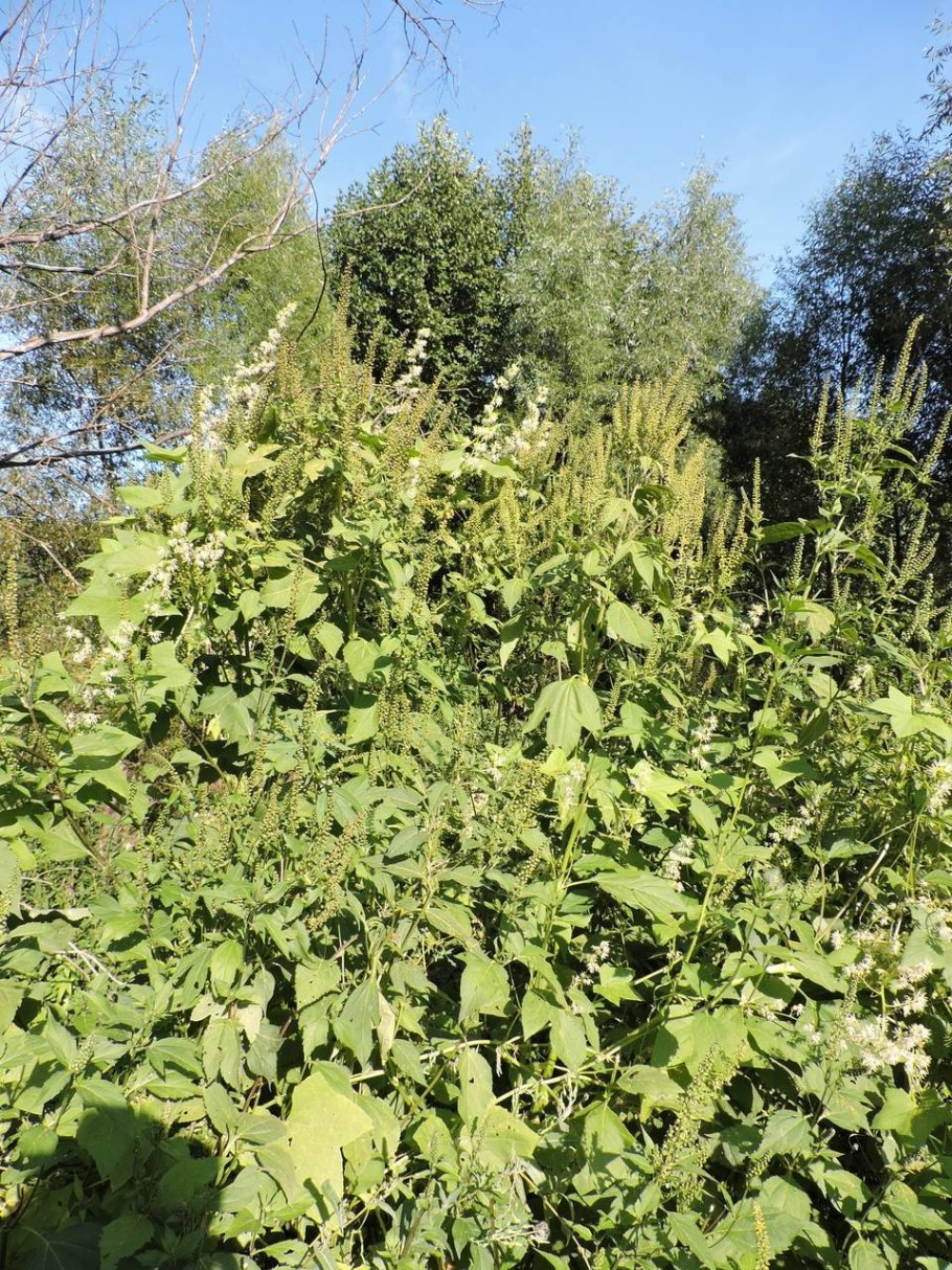 Амброзия трёхраздельная