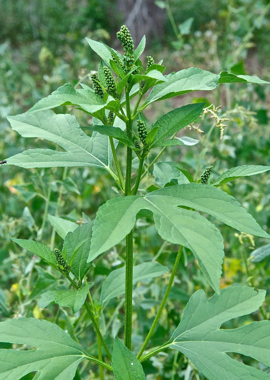 Амброзия трехнадрезная