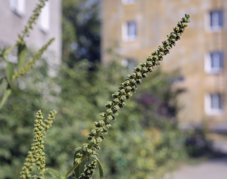 Амброзия полыннолистная