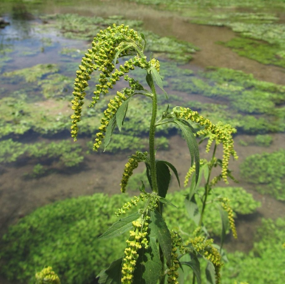 Амброзия трехраздельная цветок