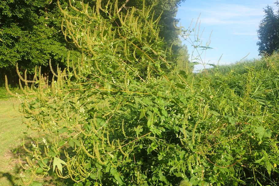 Амброзия трехраздельная растение