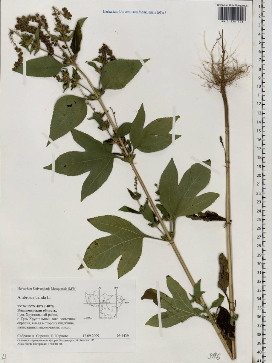 Амброзия растение