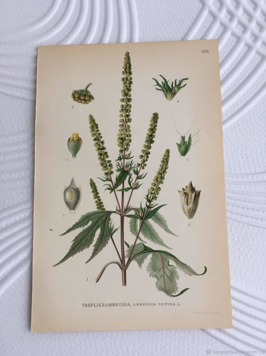 Амброзия широколистная