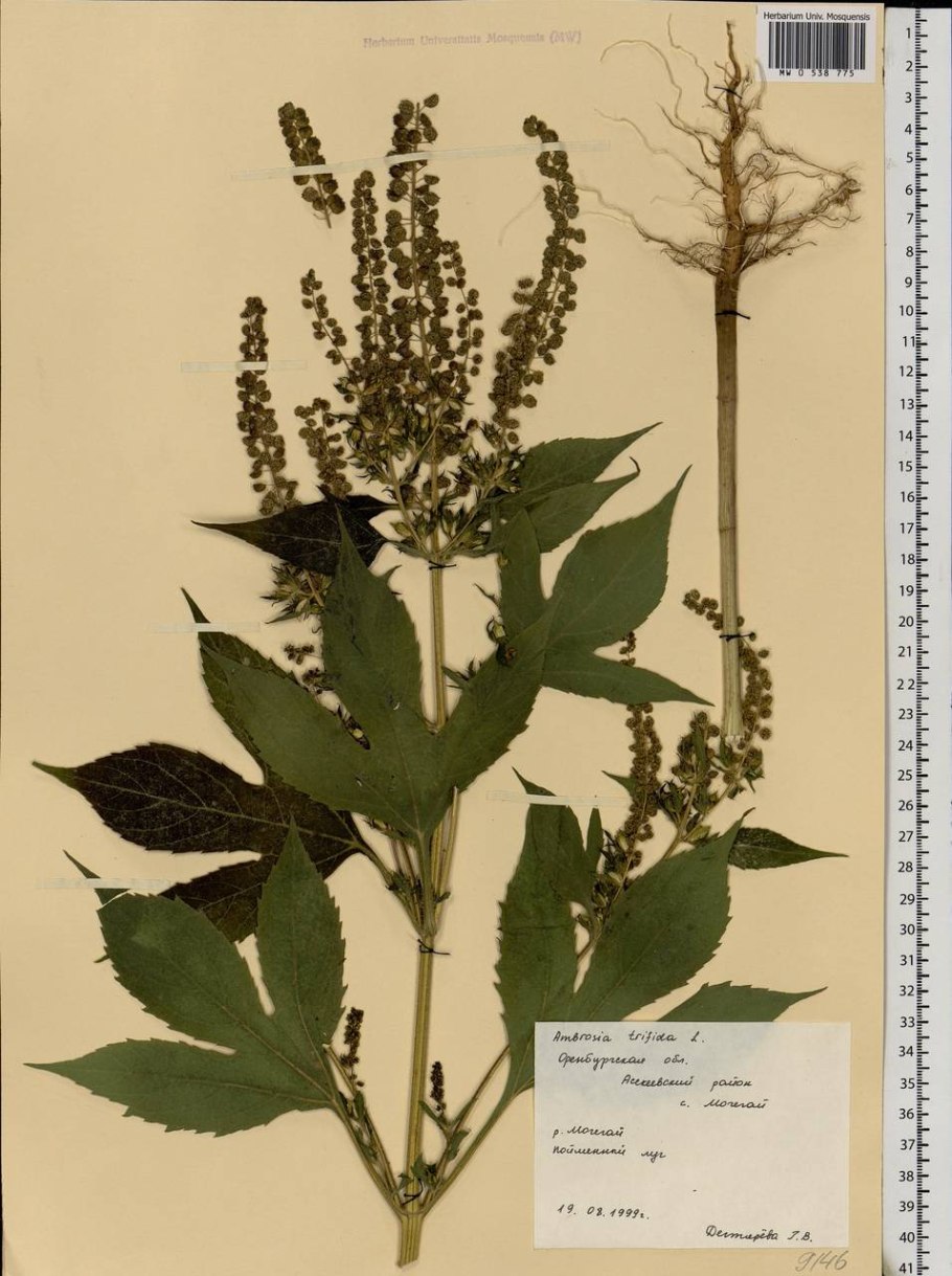 Амброзия карантинный сорняк