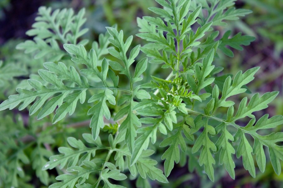 Амброзия трехраздельная Ambrosia trifida l.