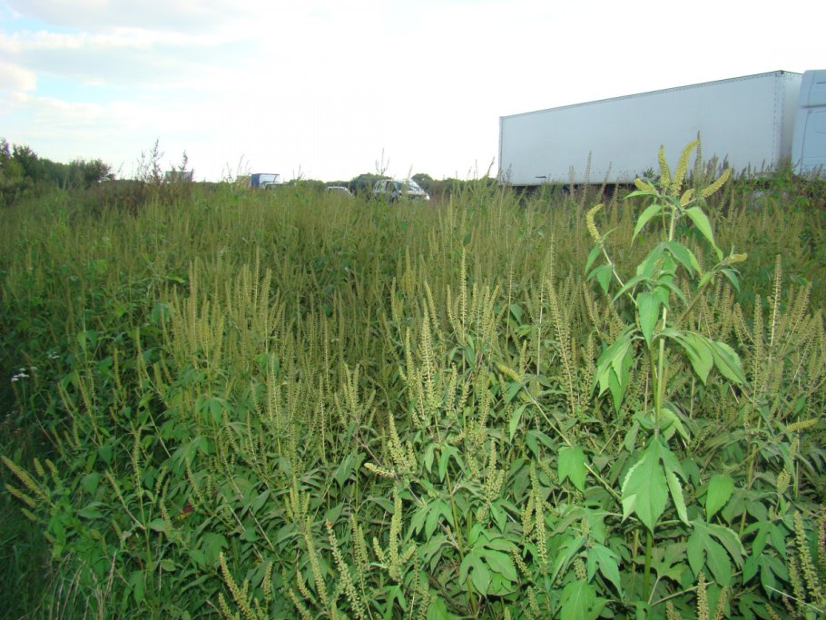 Амброзия полыннолистная (Ambrosia artemisifolia)