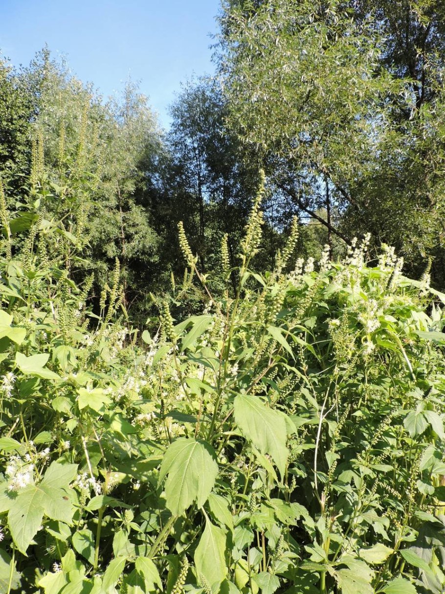 Амброзия трёхраздельная