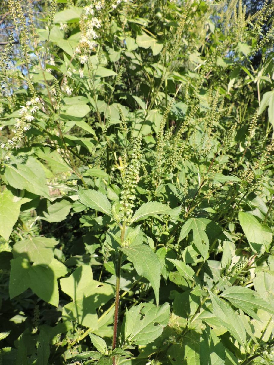 Сорняк амброзия трехраздельная