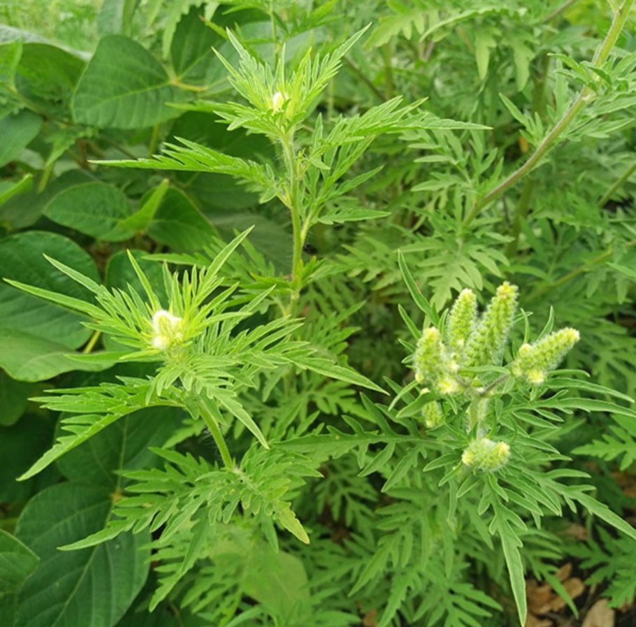 Хоста амброзия