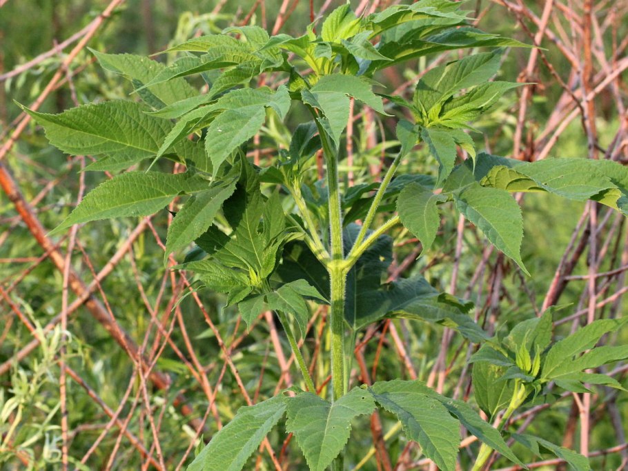 Амброзия трехраздельная опасный карантинный сорняк
