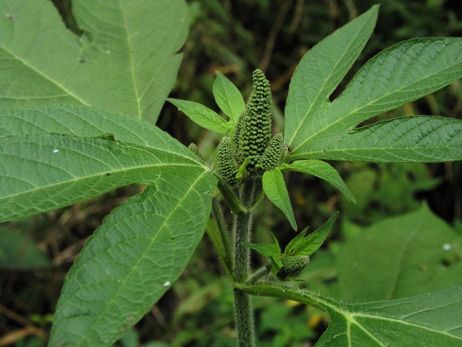 Сорняк амброзия трехраздельная