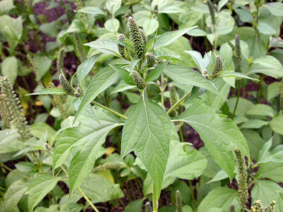 Сорняк амброзия полыннолистная