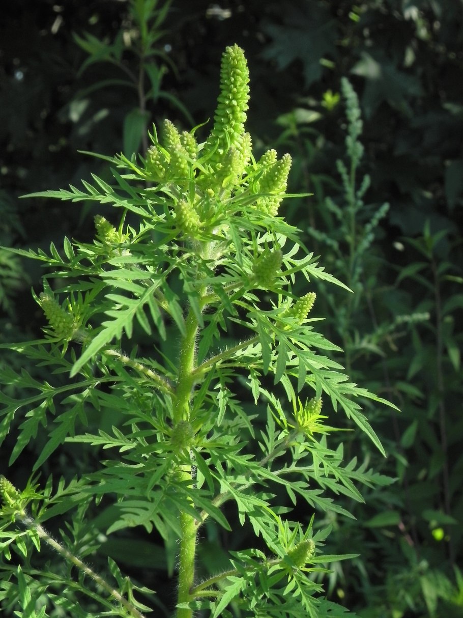 Амброзия широколистная