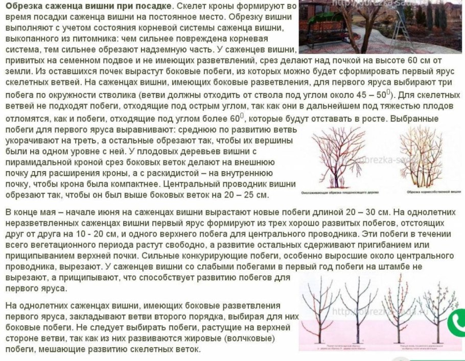 Обрезанный куст крыжовника