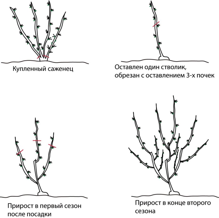 Обрезка красной черной смородины осенью