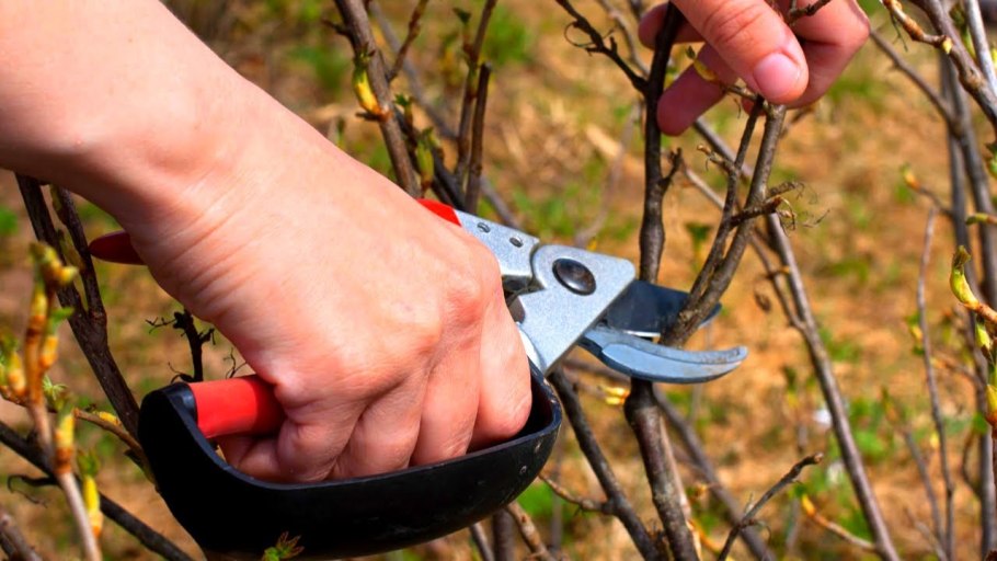 Обрезка пузыреплодника весной схема