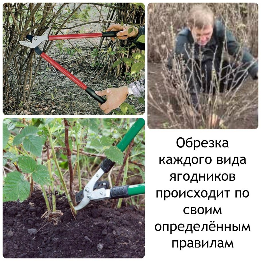 Схема обрезки ремонтантной малины
