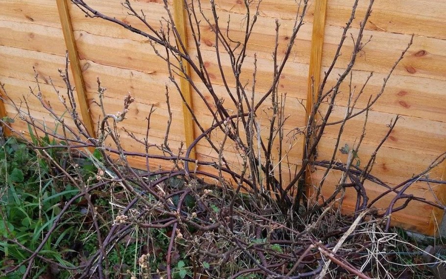 Обрезка смородины