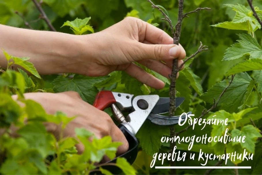 Обрезать смородину осенью в сентябре