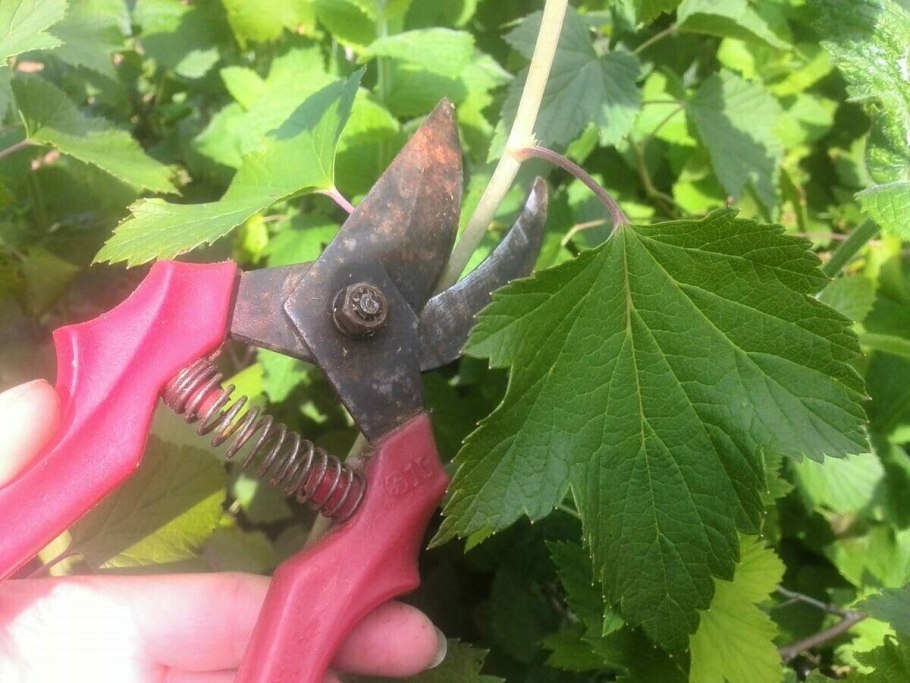 Схема обрезки крыжовника осенью