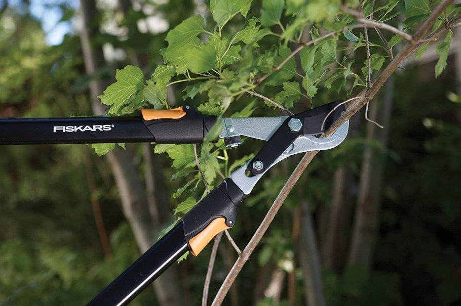 Осенняя подкормка смородины осенью