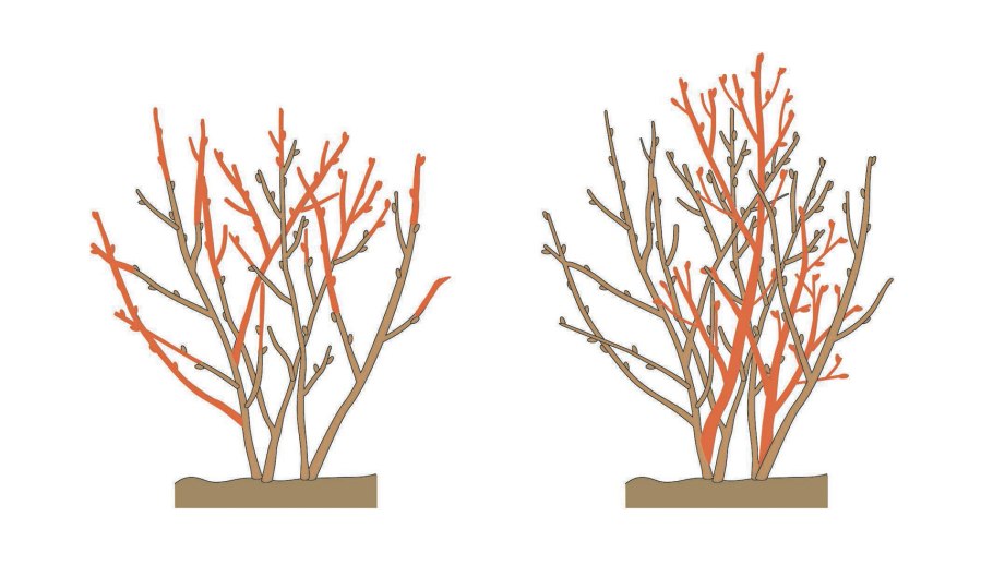 Обрезать смородину схема