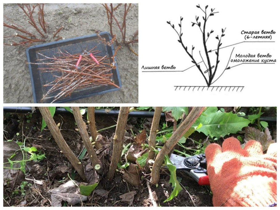 Обрезка красной и черной смородины отличия