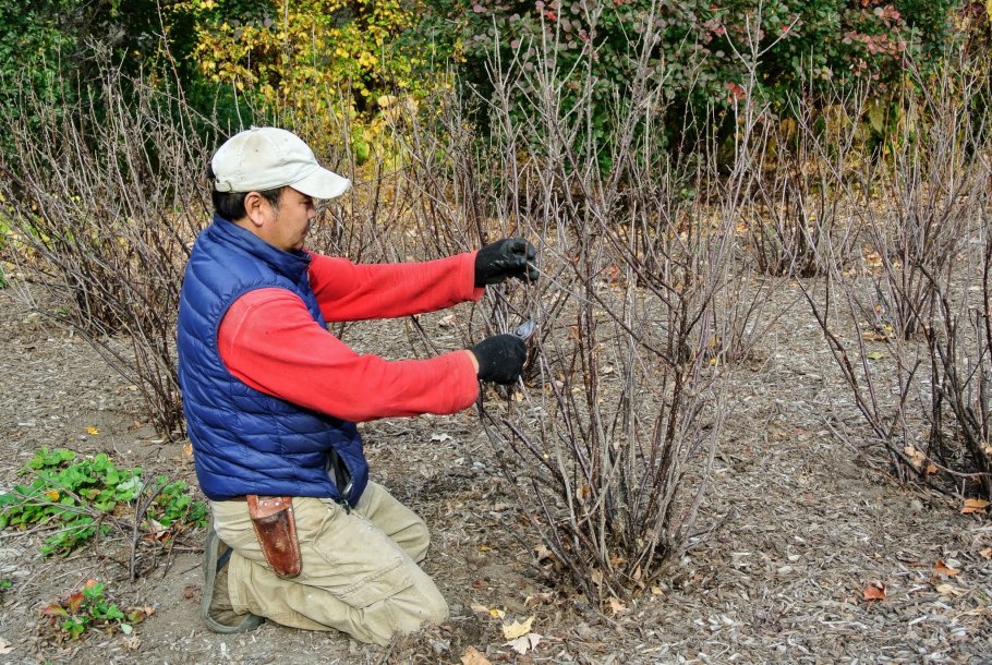 Отводки крыжовника