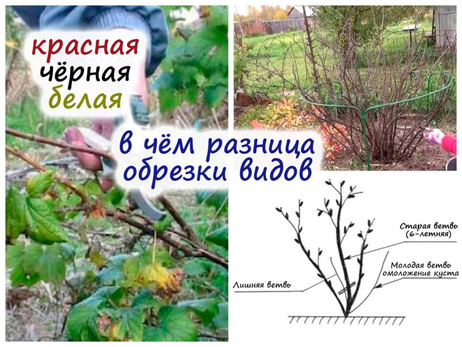 Обрезанный куст крыжовника