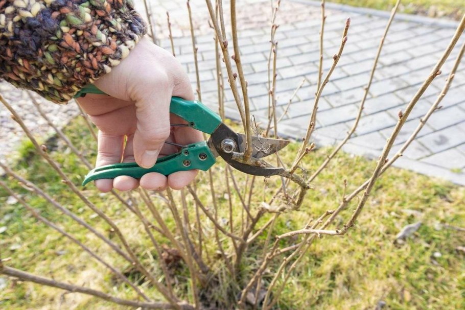 Обрезанный куст крыжовника