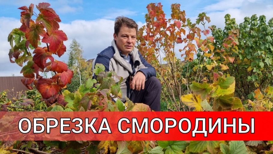 Размножение смородины черенками весной